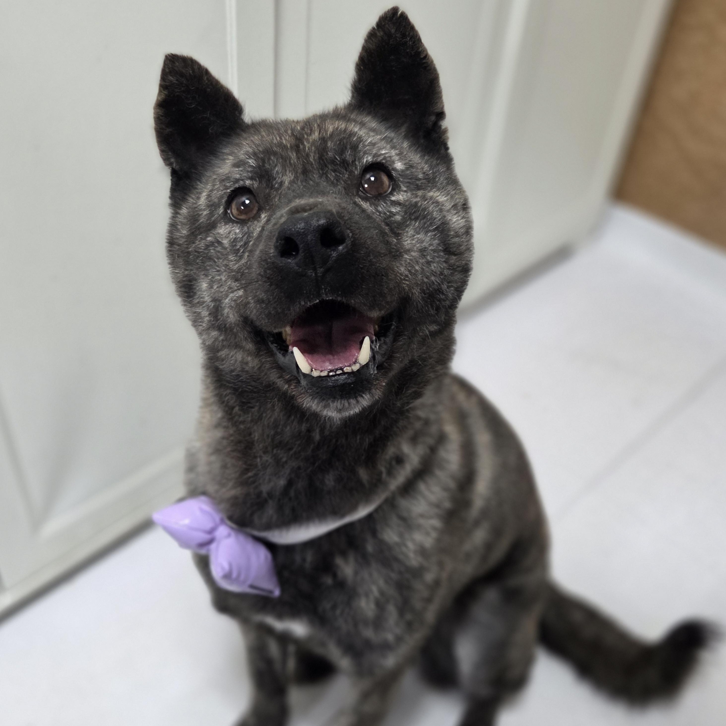 CHANGHEE, Adoptable, Adult Male Jindo.