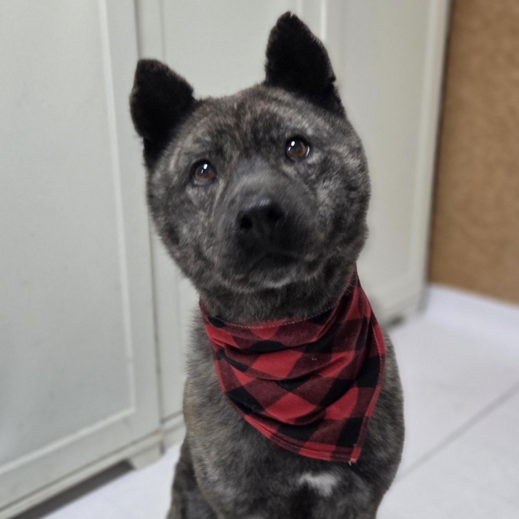 CHANGHEE, a Adoptable mixed breed in Duluth, GA image 3/6