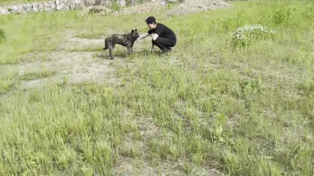 Enlarge CHANGHEE, a Adoptable mixed breed in Duluth, GA video 6/6