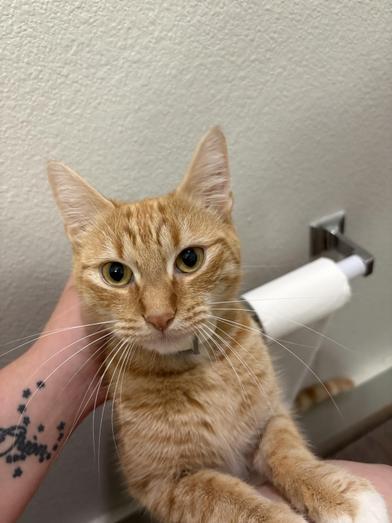 Copper — thumbnail 6