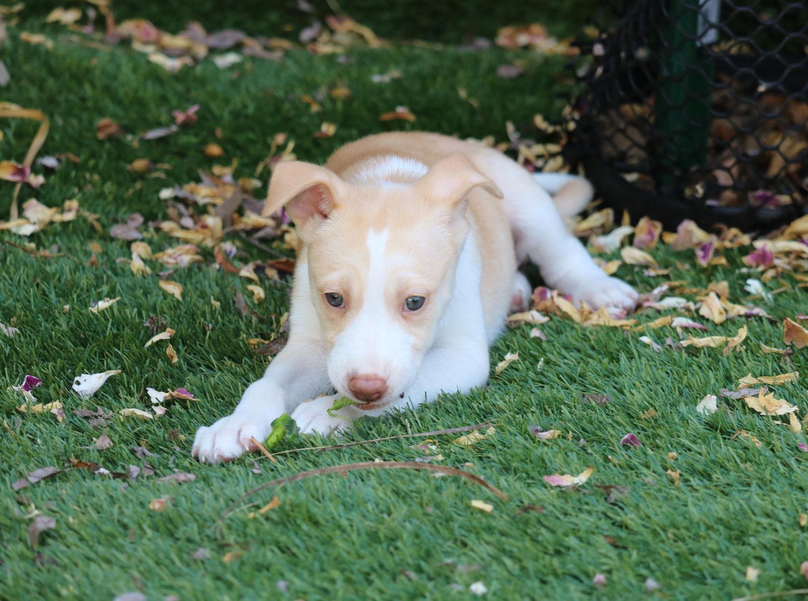 Whisper - *Courtesy Listing*, a Adoptable Husky in San Diego, CA image 1/2