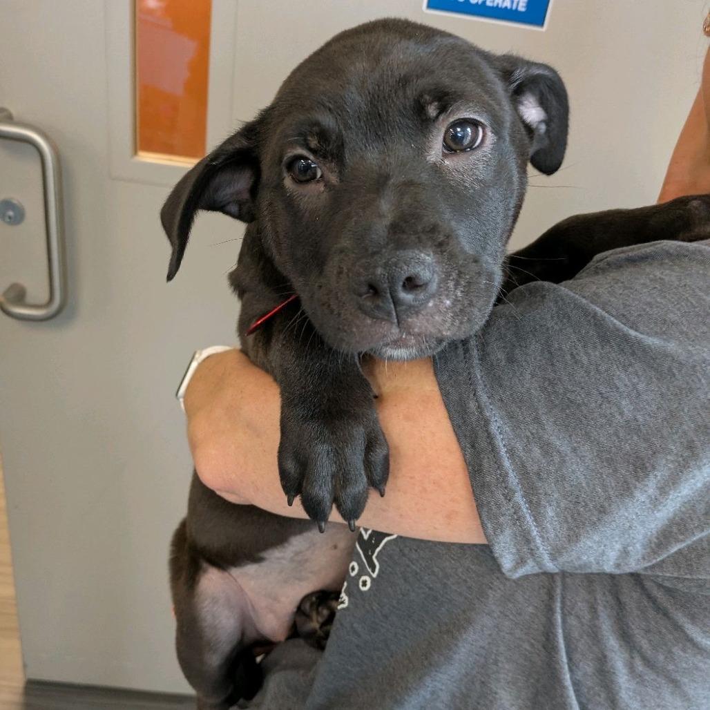 Violet, Adoptable, Puppy Female Border Collie & Mixed Breed.
