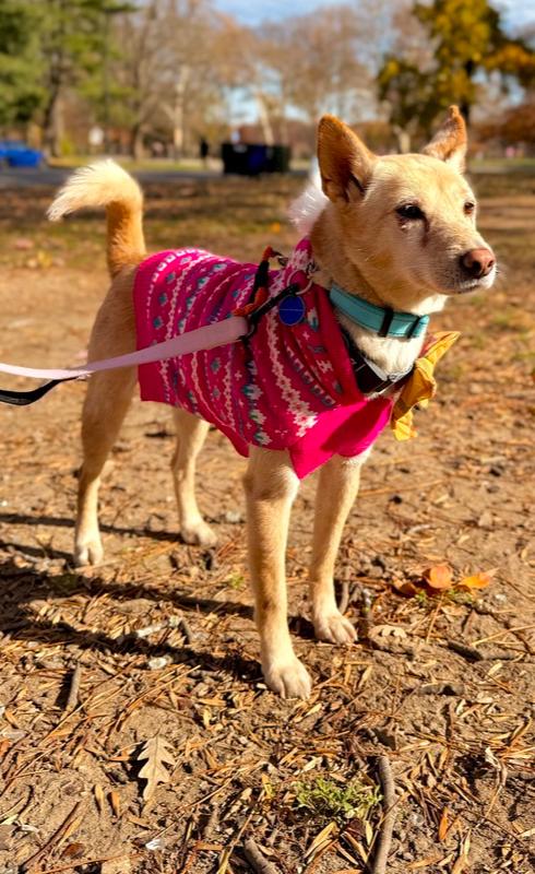Enlarge Peene, a Adoptable mixed breed in Long Island City, NY image 1/6