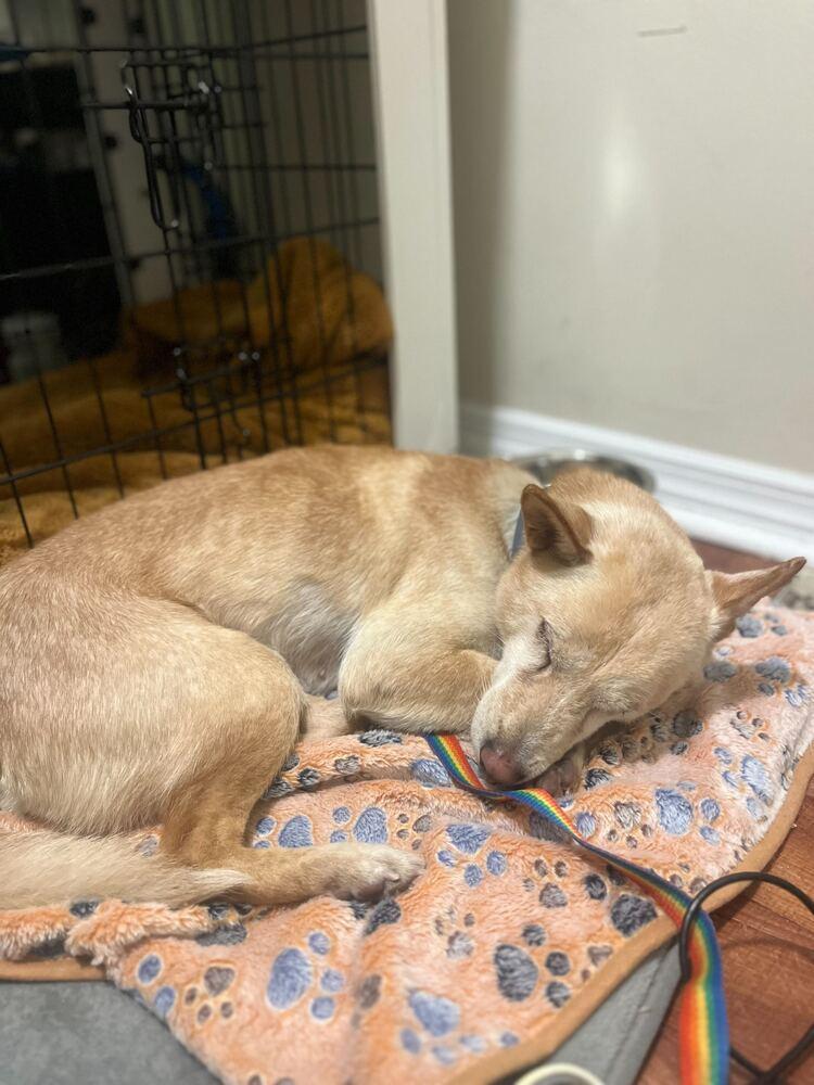 Enlarge Peene, a Adoptable mixed breed in Long Island City, NY image 2/6