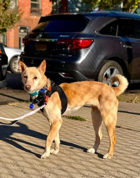 Enlarge Peene, a Adoptable mixed breed in Long Island City, NY image 3/6