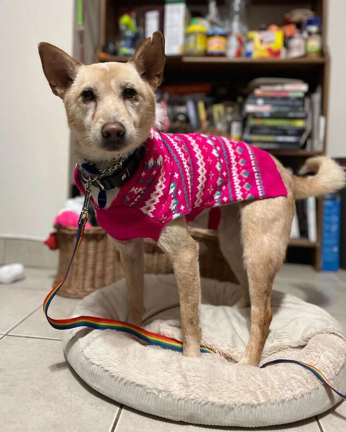 Enlarge Peene, a Adoptable mixed breed in Long Island City, NY image 4/6