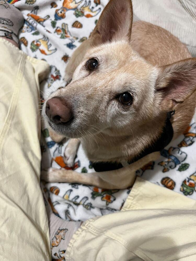 Enlarge Peene, a Adoptable mixed breed in Long Island City, NY image 5/6