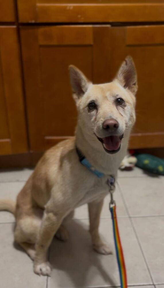 Peene, Adoptable, Adult Female Jindo.