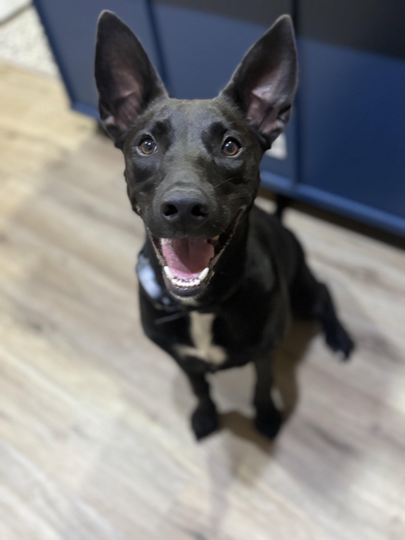 Enlarge Skye, a Adoptable mixed breed in McKinney, TX image 3/3