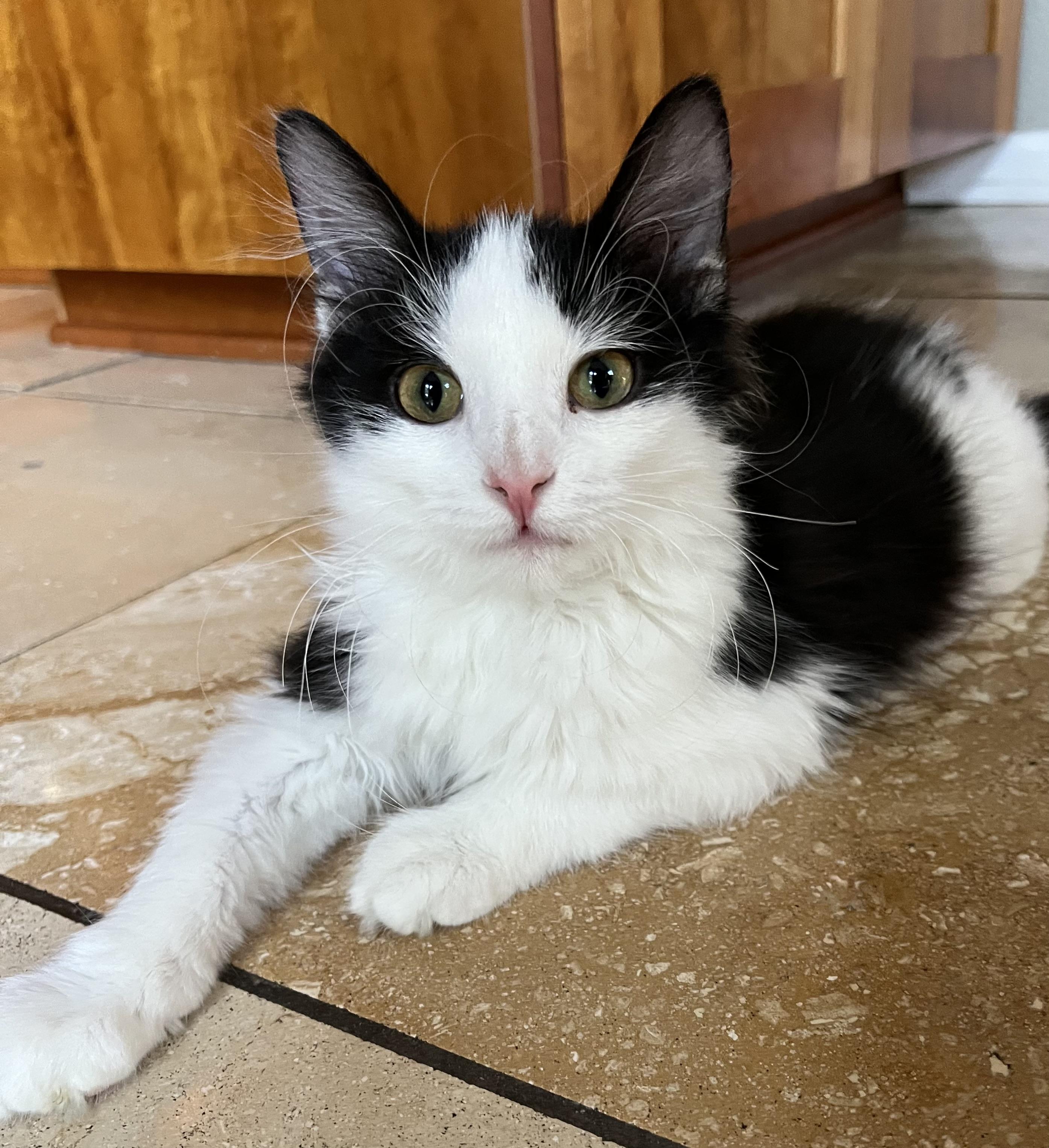Buddy, Adoptable, Kitten Male Domestic Medium Hair.
