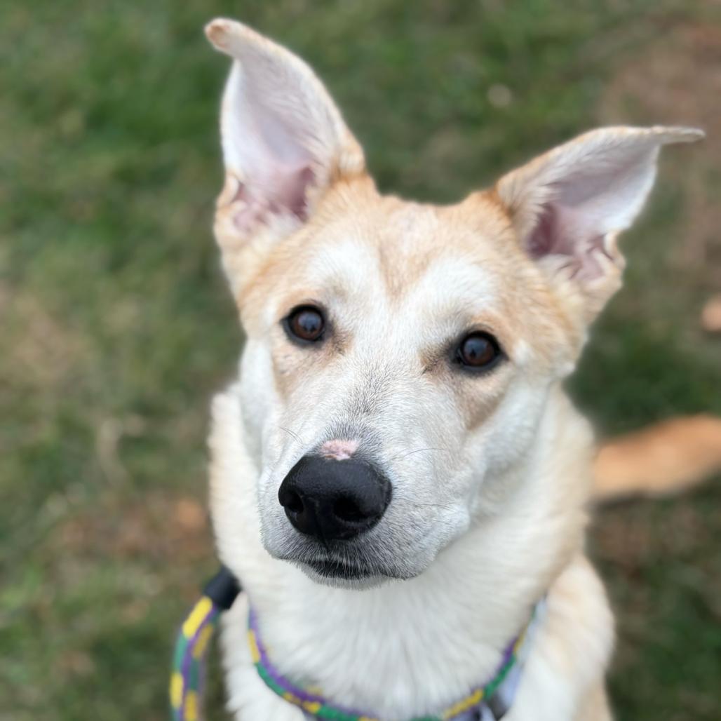 Leslie Knope, Adoptable, Young Female Mixed Breed.