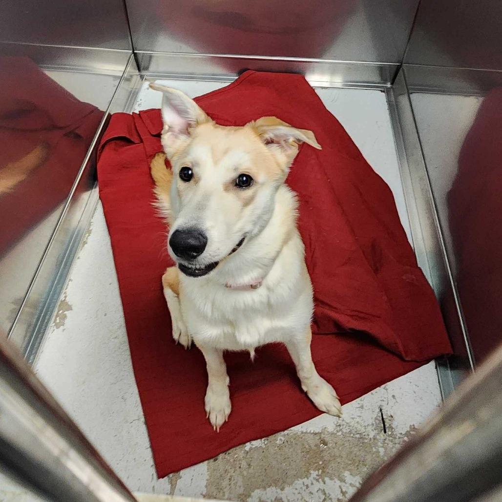 Enlarge Leslie Knope, a Adoptable Mixed Breed in Davenport, IA image 2/3