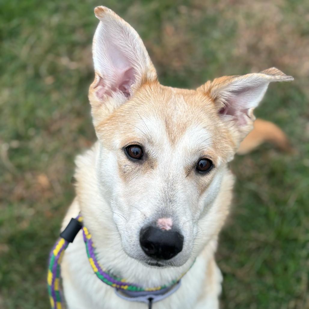 Enlarge Leslie Knope, a Adoptable Mixed Breed in Davenport, IA image 3/3
