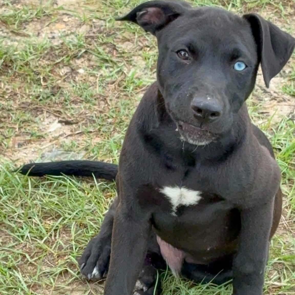 Whitley, ADOPTABLE, Young Male Black Labrador Retriever & Pit Bull Terrier.