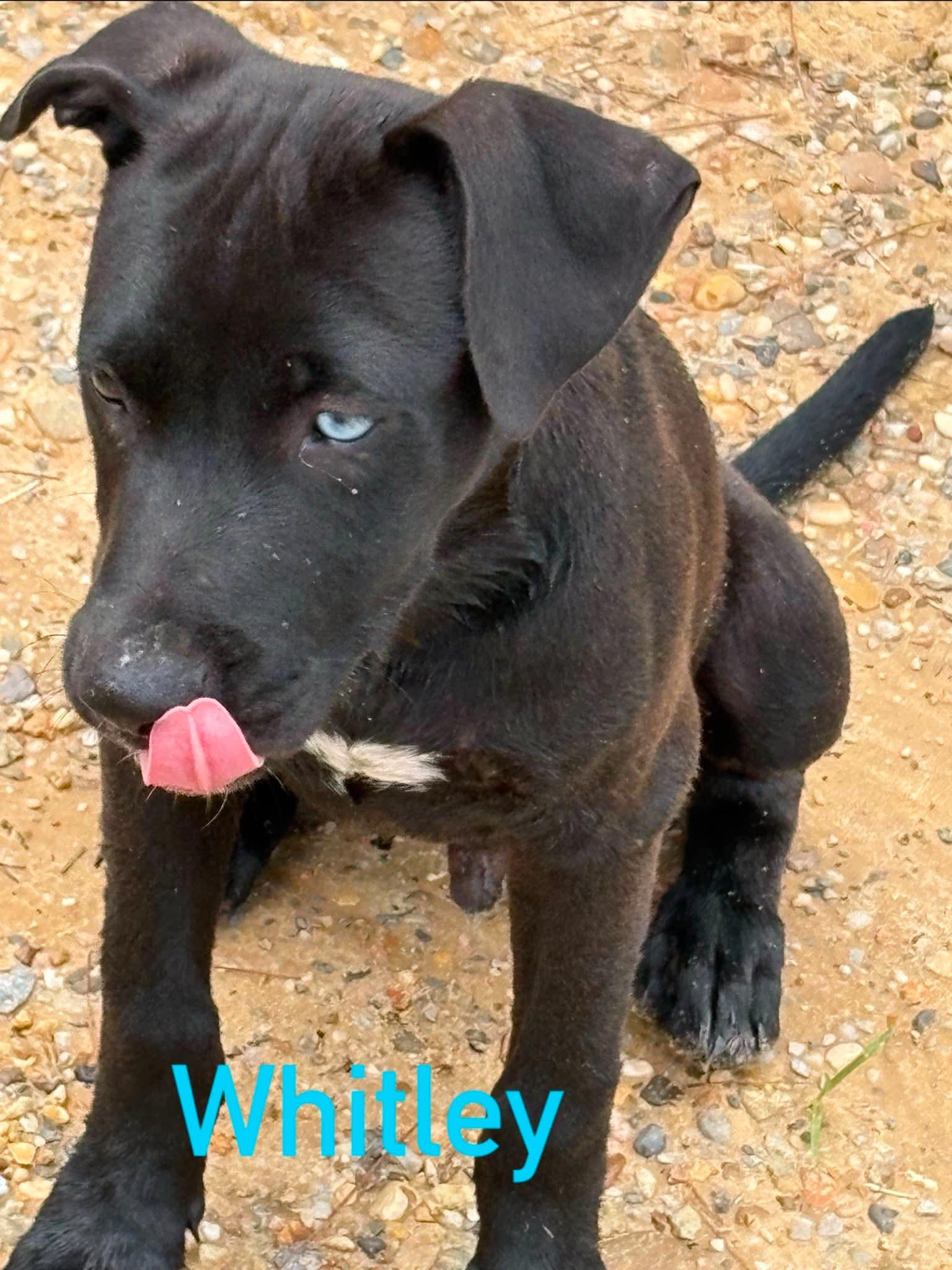 Enlarge Whitley, a ADOPTABLE mixed breed in Semmes, AL image 2/2