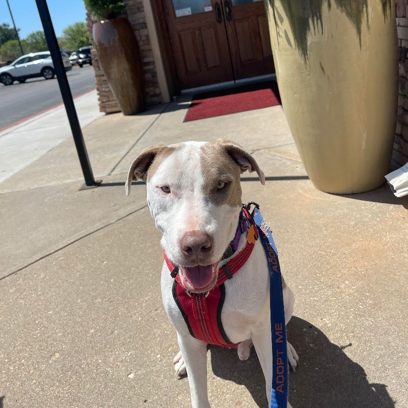 Enlarge Beau, a Adoptable mixed breed in Lubbock, TX image 1/9