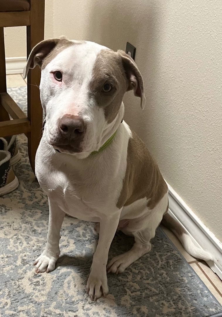 Enlarge Beau, a Adoptable mixed breed in Lubbock, TX image 2/9