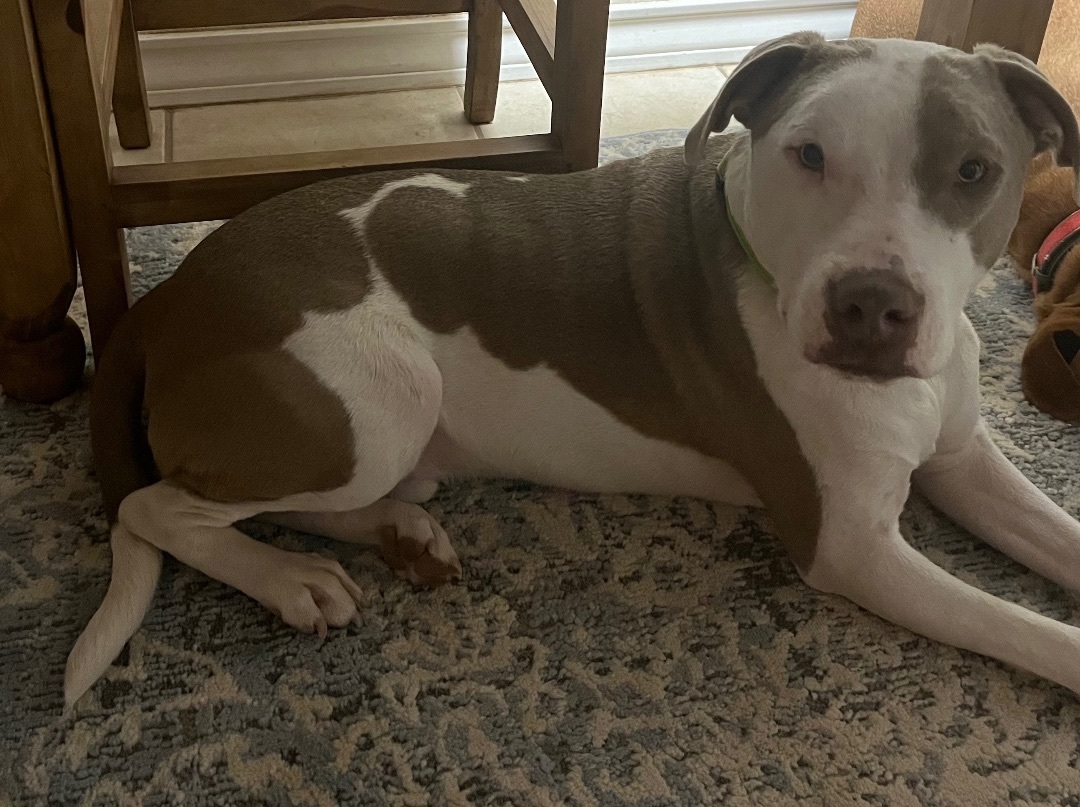 Enlarge Beau, a Adoptable mixed breed in Lubbock, TX image 3/9