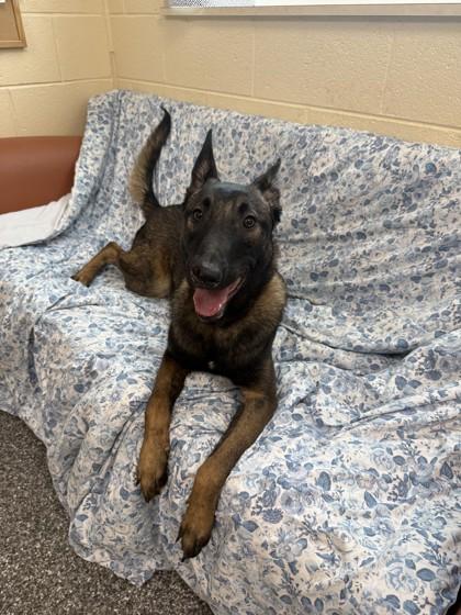 Gary, a Adoptable mixed breed in Westland, MI image 1/3