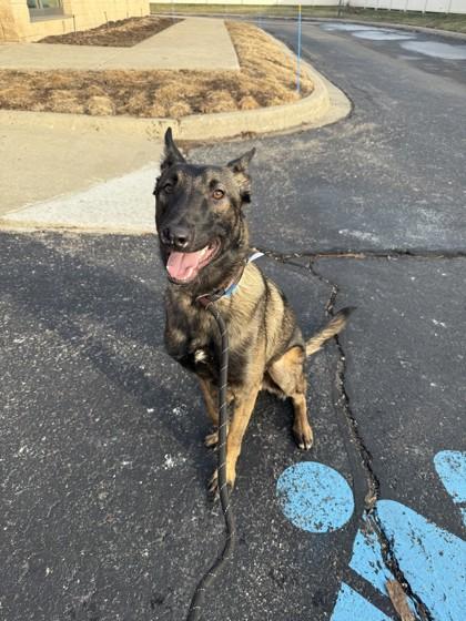 Gary, a Adoptable mixed breed in Westland, MI image 2/3