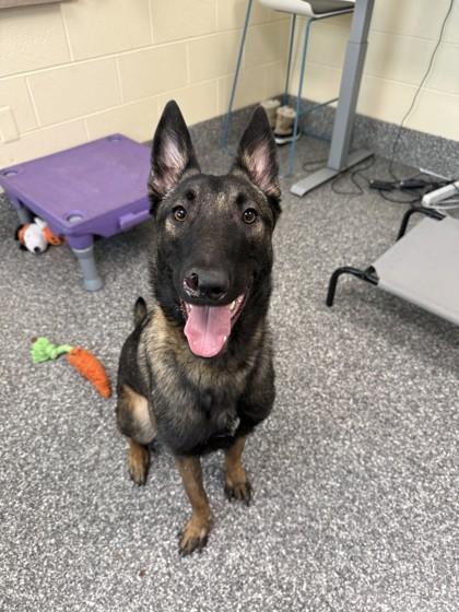 Gary, a Adoptable mixed breed in Westland, MI image 3/3