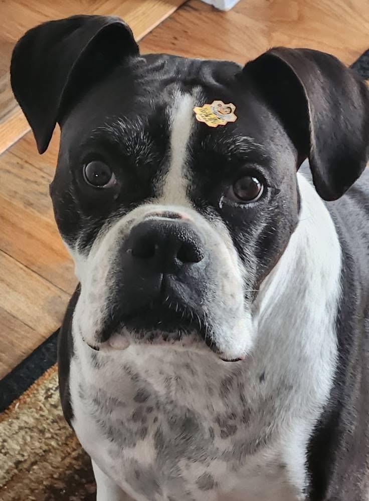 Roxy, a Adoptable Boxer in Denver, CO image 1/5