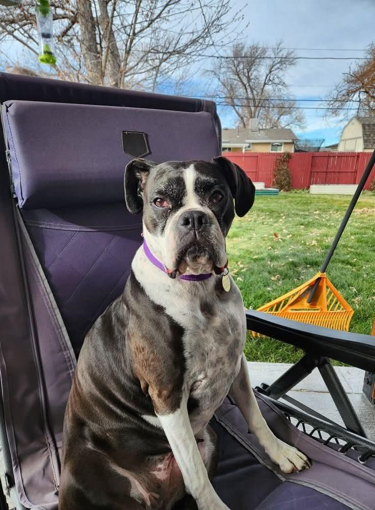 Roxy, a Adoptable Boxer in Denver, CO image 2/5