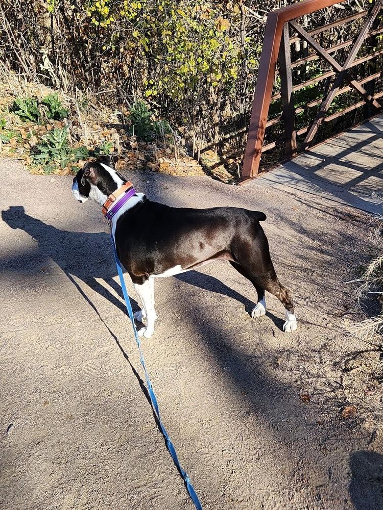 Roxy, a Adoptable Boxer in Denver, CO image 3/5