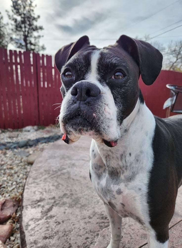 Roxy, a Adoptable Boxer in Denver, CO image 4/5