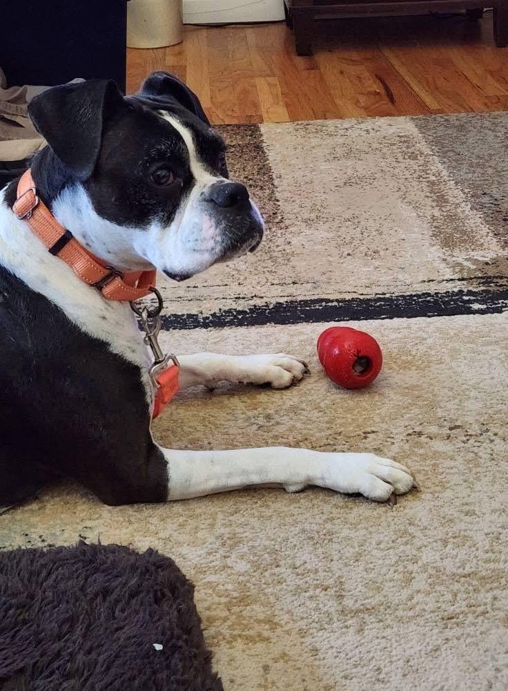 Roxy, a Adoptable Boxer in Denver, CO image 5/5