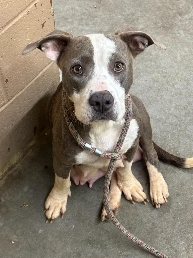 Merida, Adoptable, Young Female Pit Bull Terrier.