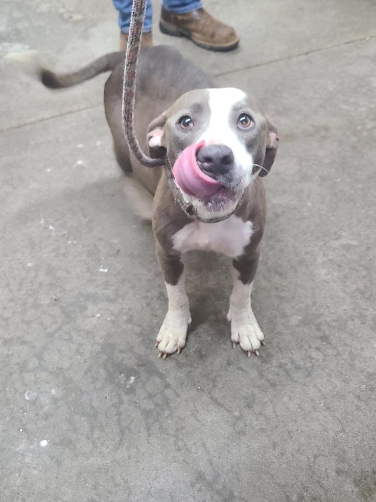 Enlarge Merida, a Adoptable Pit Bull Terrier in Swainsboro, GA image 2/2