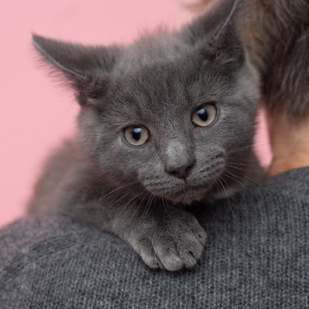 Enlarge Higgins SOULFUL AND LOVING, a Adoptable mixed breed in Bethel, CT image 2/2