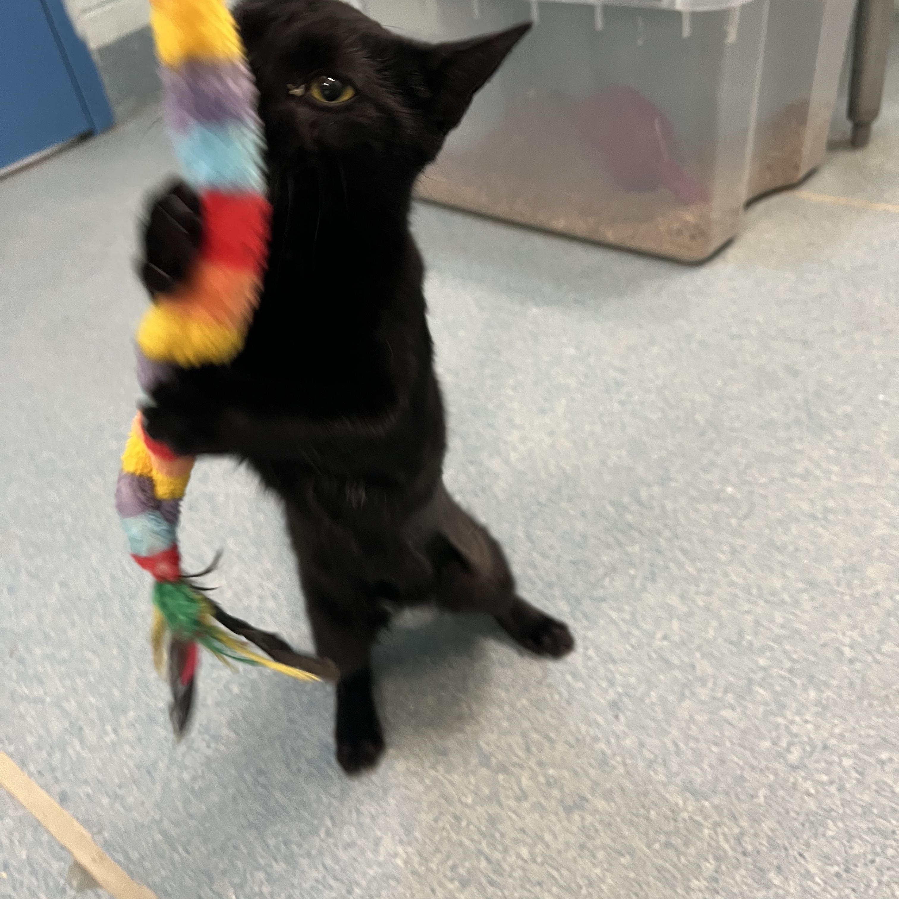 Comet, adopted, Young Female Domestic Short Hair.