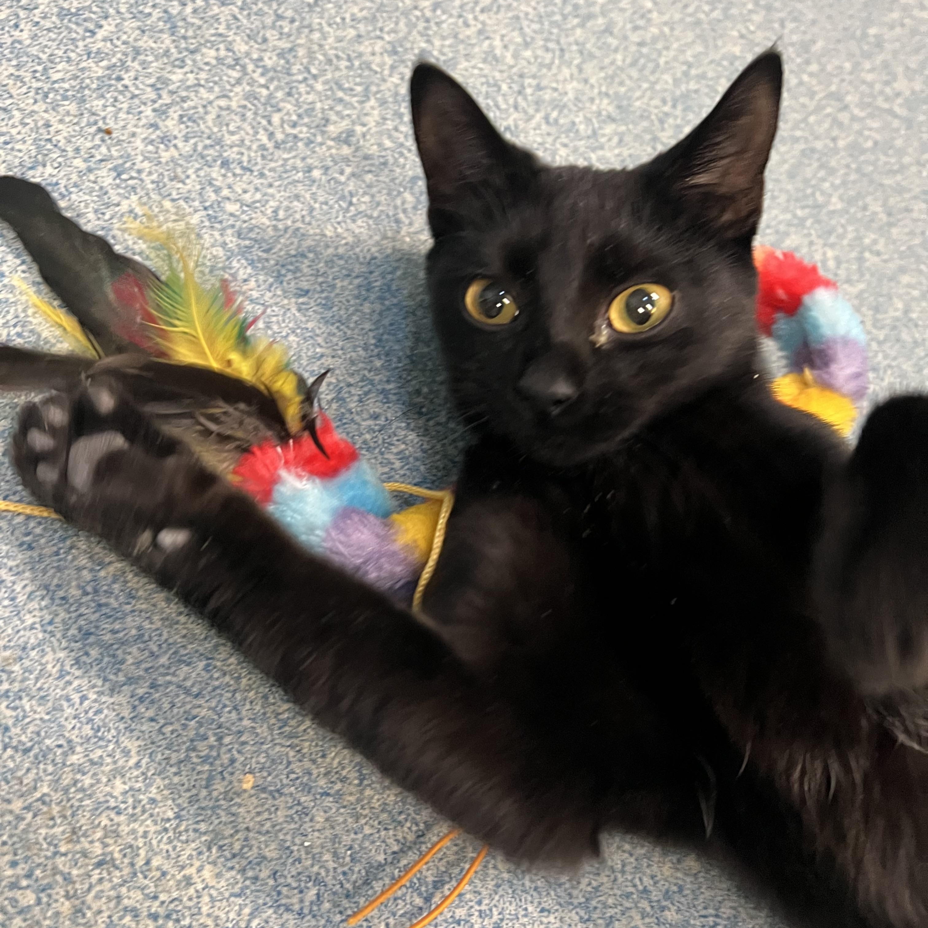 Comet, an adopted Domestic Short Hair in Berryville, VA image 2/2