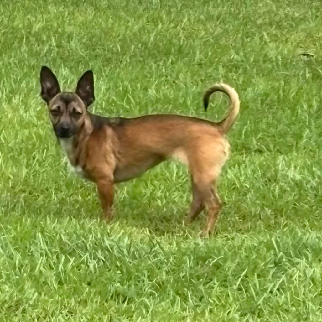 Enlarge Sweet Pea, a Adoptable mixed breed in Hinesville, GA image 1/1
