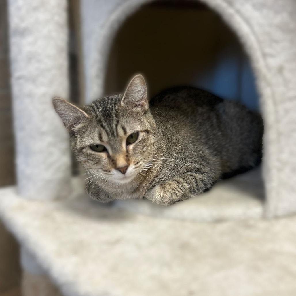 Altostratus, a Adoptable Domestic Short Hair in Davenport, IA image 2/6