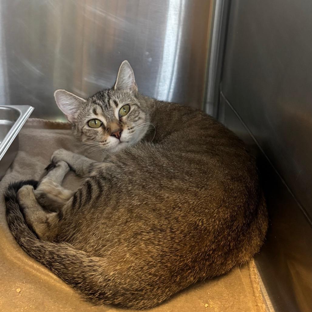 Altostratus, a Adoptable Domestic Short Hair in Davenport, IA image 3/6