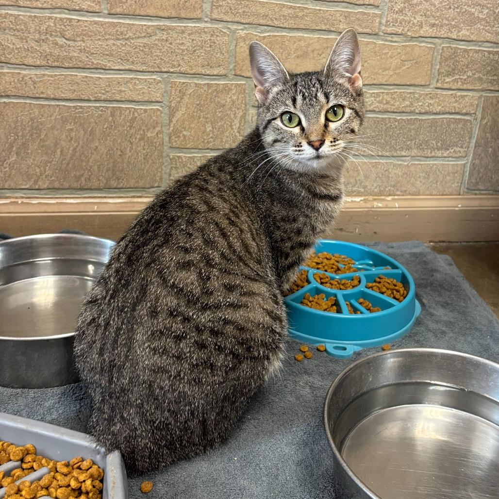 Altostratus, a Adoptable Domestic Short Hair in Davenport, IA image 4/6
