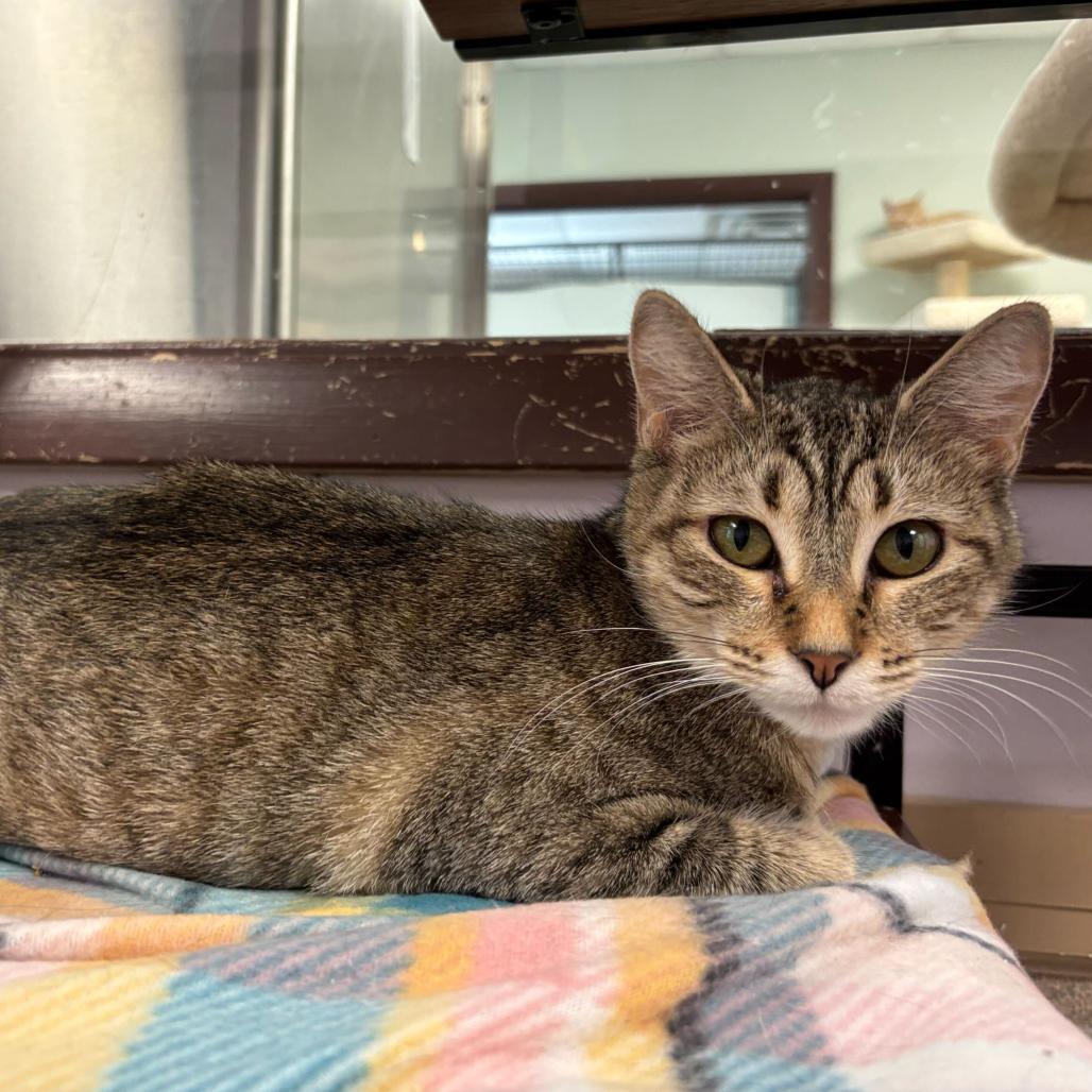 Altostratus, a Adoptable Domestic Short Hair in Davenport, IA image 5/6