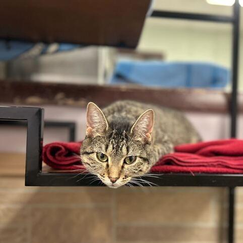 Altostratus, a Adoptable Domestic Short Hair in Davenport, IA image 6/6