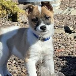 Tim, adopted, Puppy Male Mixed Breed.