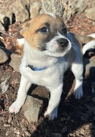 Tim, an adopted Mixed Breed in Chino valley, AZ image 2/2
