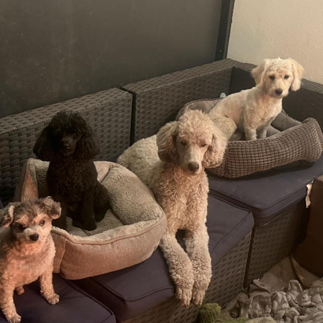 Enlarge Tinkerbelle, a Adoptable mixed breed in Sarasota, FL image 2/6