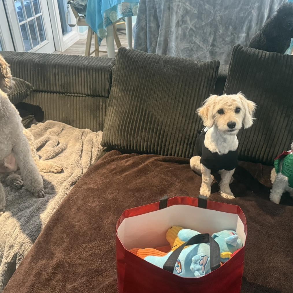 Enlarge Tinkerbelle, a Adoptable mixed breed in Sarasota, FL image 4/6