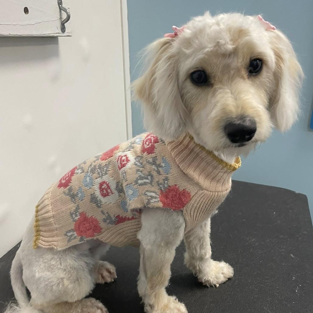 Enlarge Tinkerbelle, a Adoptable mixed breed in Sarasota, FL image 5/6