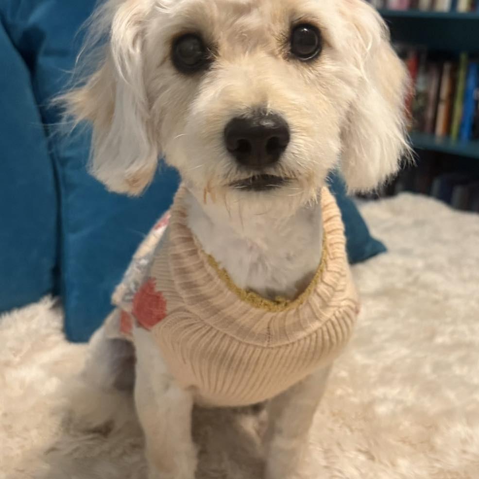 Enlarge Tinkerbelle, a Adoptable mixed breed in Sarasota, FL image 6/6