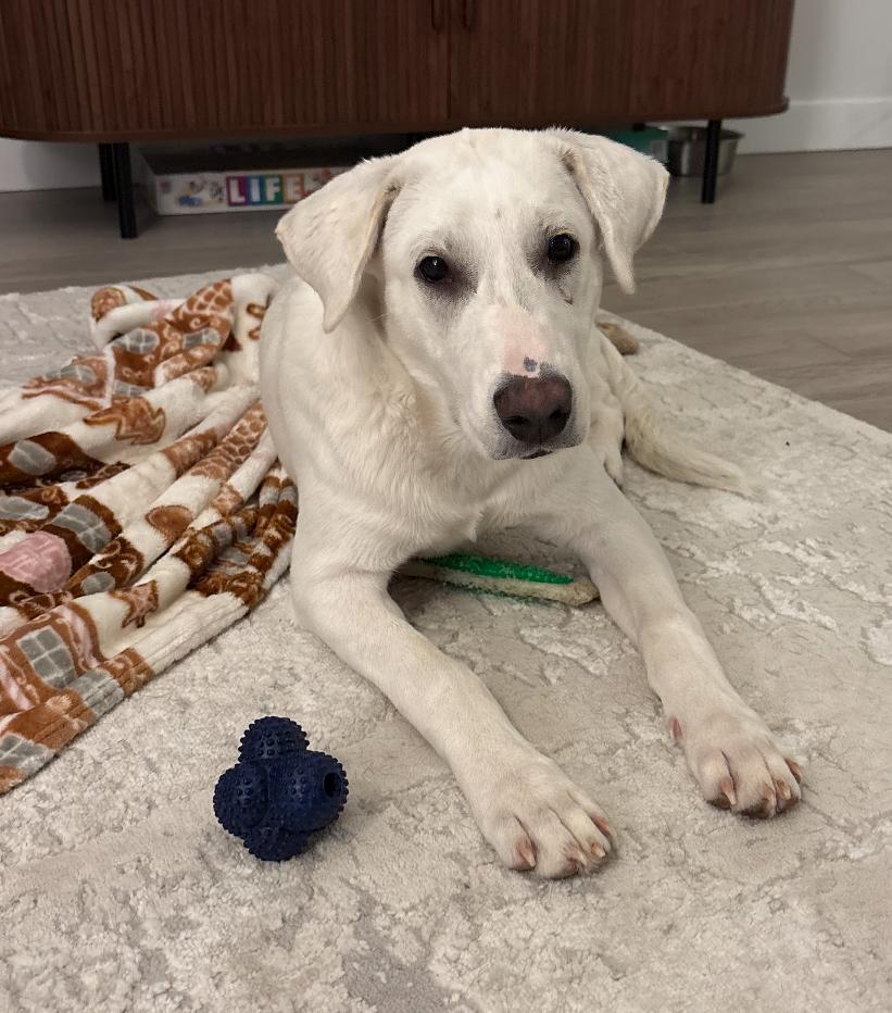 Enlarge Einstein, a Adoptable mixed breed in Columbia, MD image 2/3