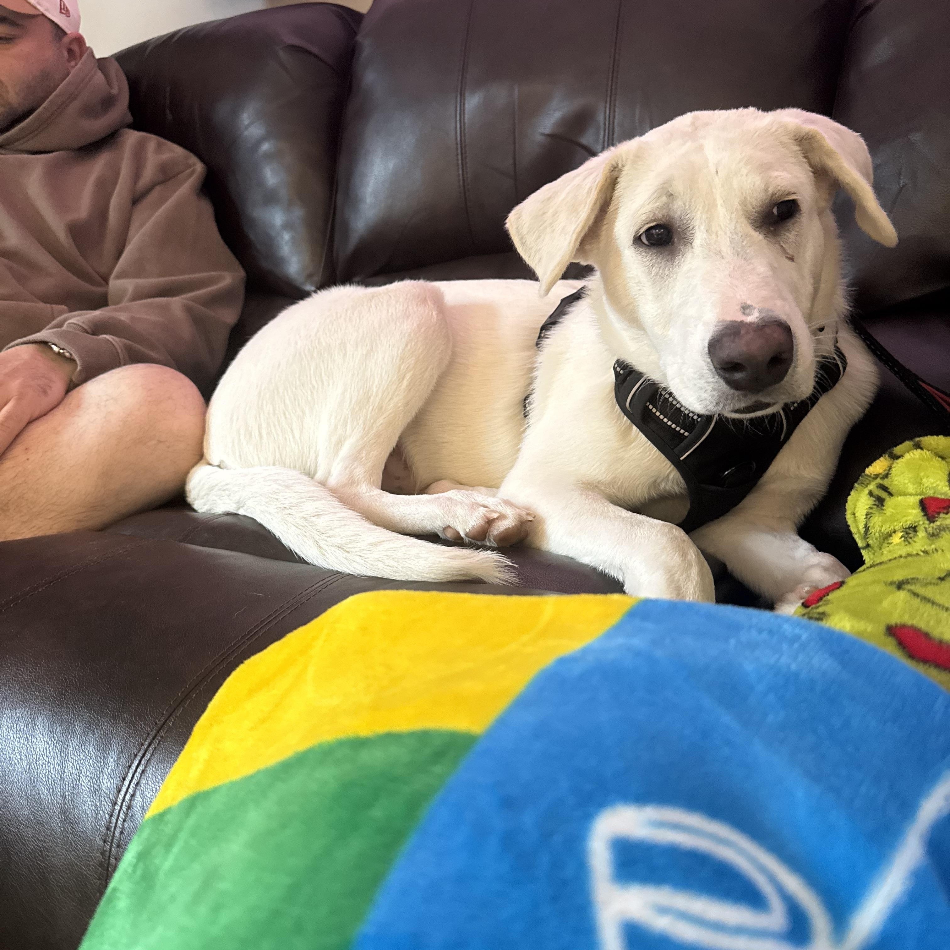 Einstein, Adoptable, Young Male Great Pyrenees & Labrador Retriever.