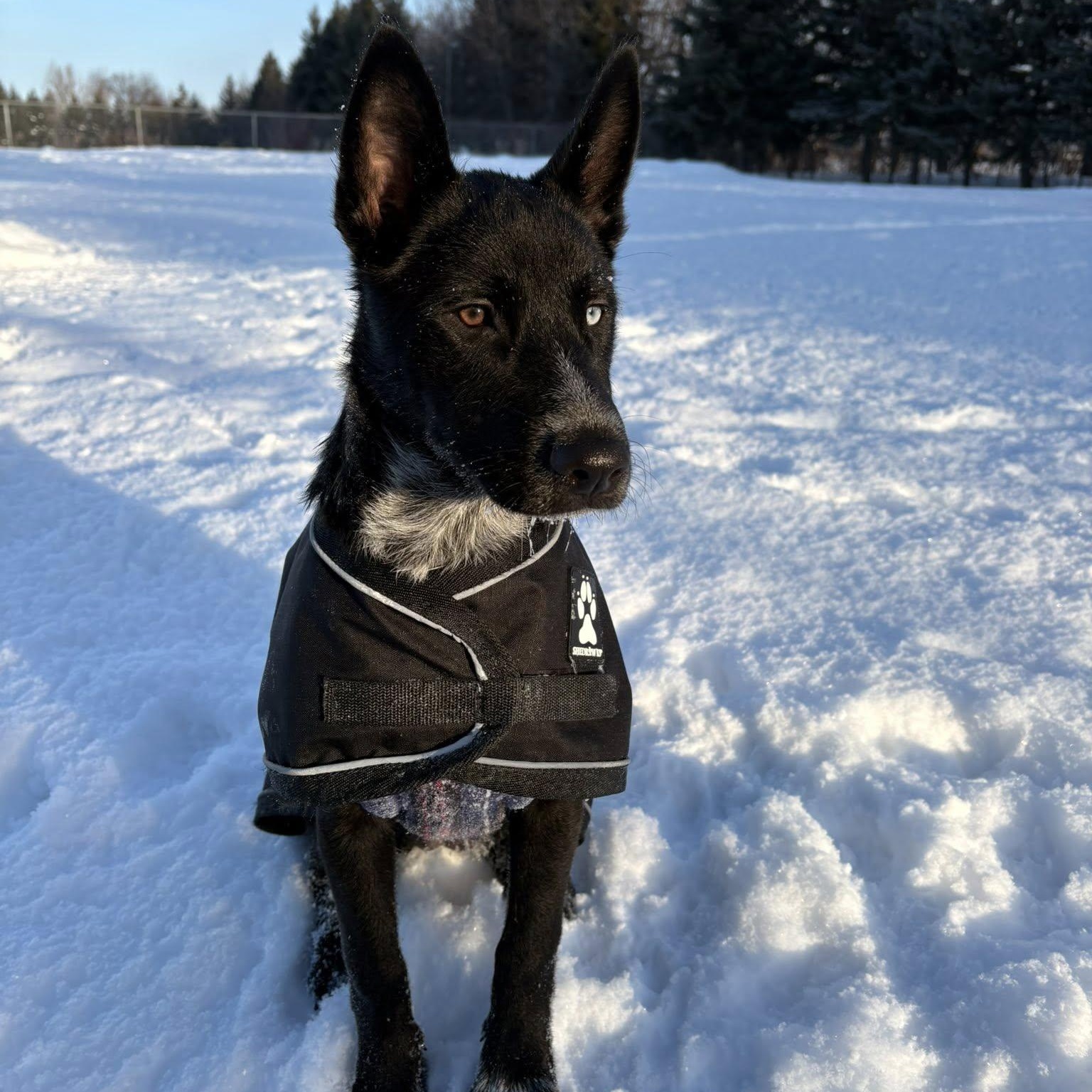 Leia, ADOPTABLE, Young Female Australian Cattle Dog / Blue Heeler.